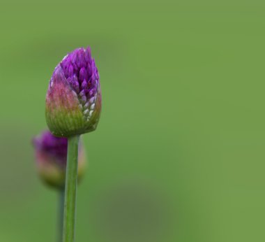 Allium çiçek tomurcukları