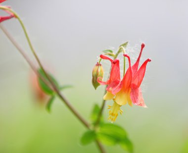 Columbine çiçek