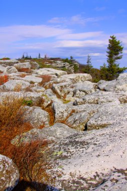 Dolly sods