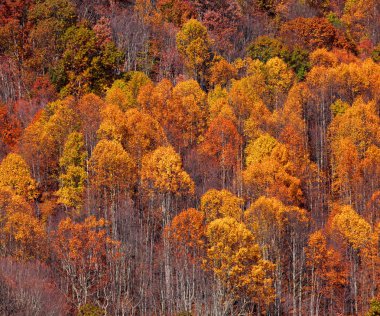 Autumn trees clipart