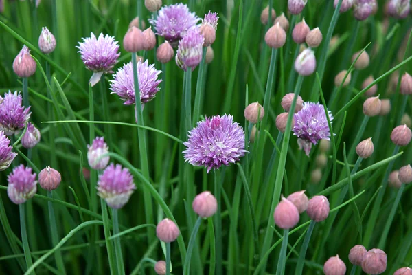 Czosnek pąki kwiatowe — Zdjęcie stockowe