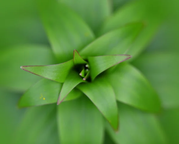 Lily plant — Stock Photo, Image