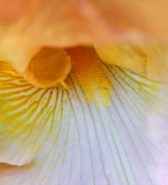 Detalhes da flor da íris — Fotografia de Stock