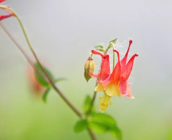 Коломбіна квітка — стокове фото