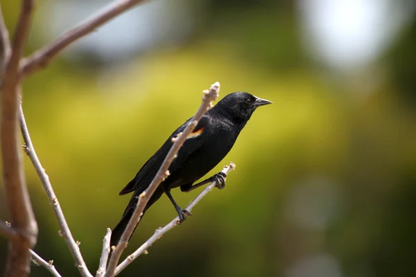 Чорний птах з червоним крилом — стокове фото