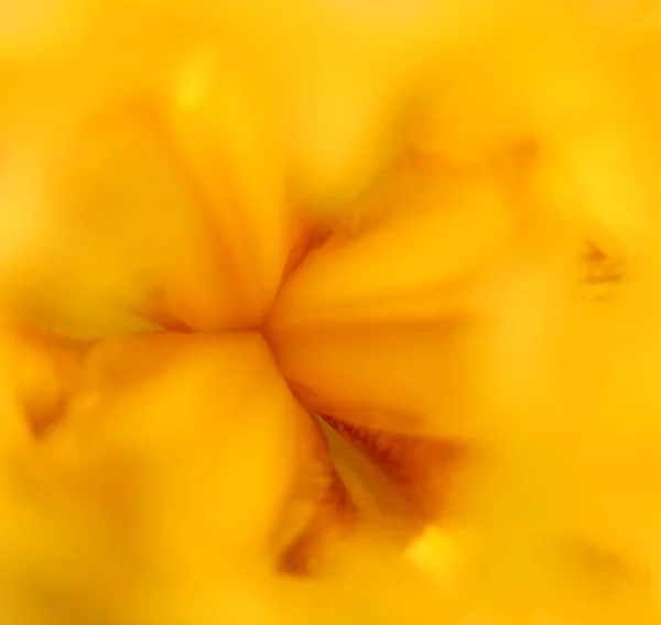 Iris macro — Stockfoto
