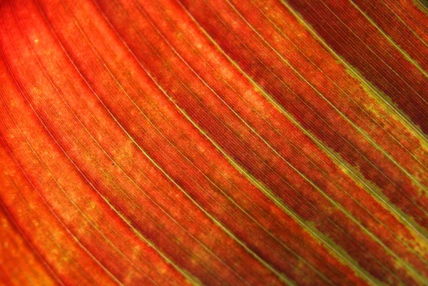 Orange blad bakgrund — Stockfoto