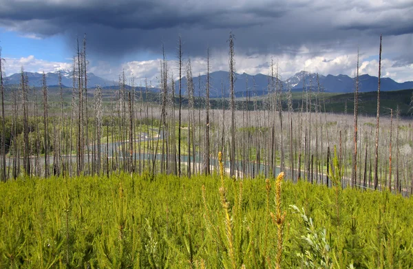 Verbrannte Bäume im Gletscherpark — Stockfoto