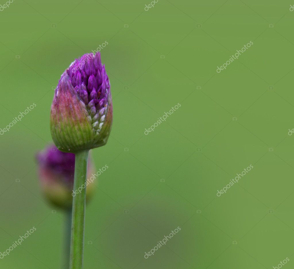 Allium Flower Buds Stock Photo C Snehitdesign 11285638