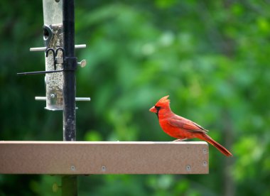 Young Cardinal bird clipart