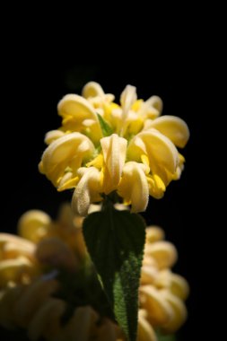 Phlomis Fruticosa clipart