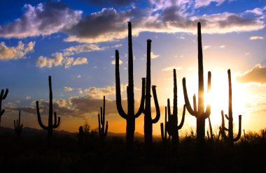 Saguaro national park clipart