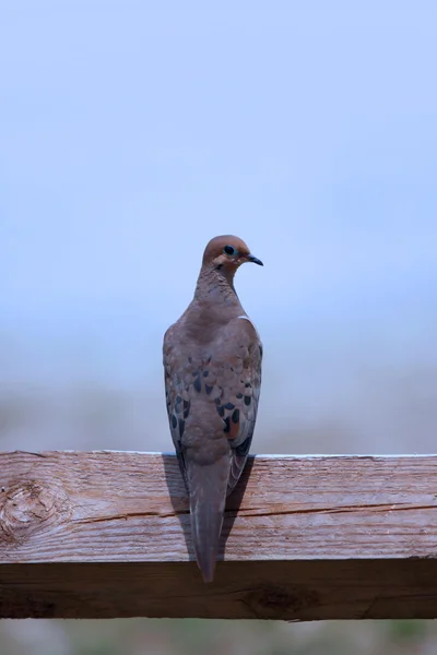 Утренний голубь — стоковое фото