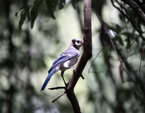 ブルー ・ ジェイ ・枝に鳥 — ストック写真