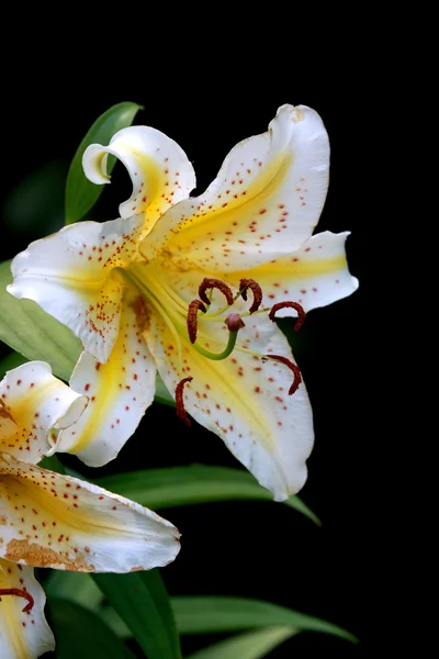 Lily flowers — Stock Photo, Image