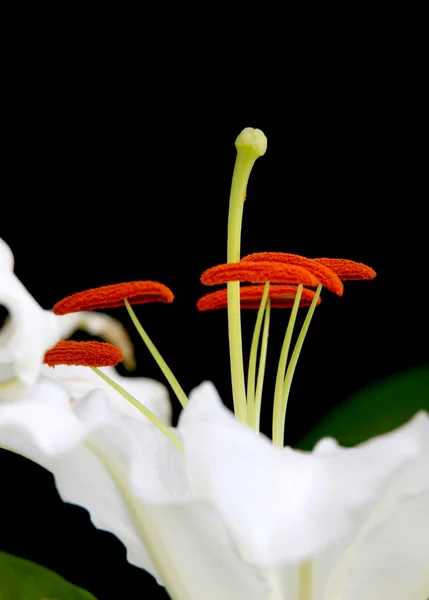 Lily flower pollen — Stock Photo, Image