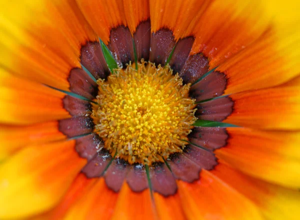 สีส้ม zinnia ดอกไม้ — ภาพถ่ายสต็อก