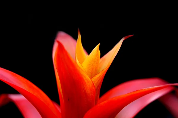 Guzmania λουλούδι — Φωτογραφία Αρχείου