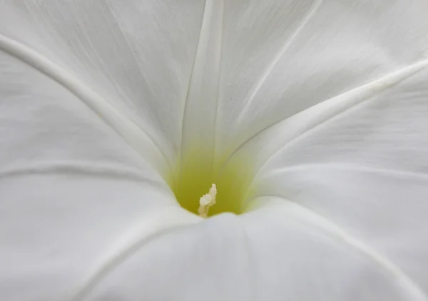 Pearly gates Morning Glory flower — Stock Photo, Image