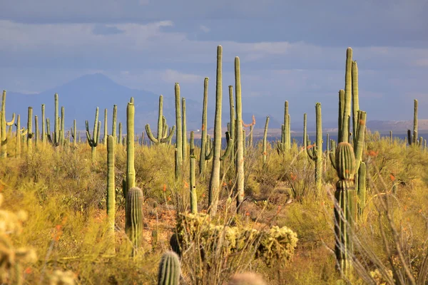 Vele saguaro cactussen — Stockfoto