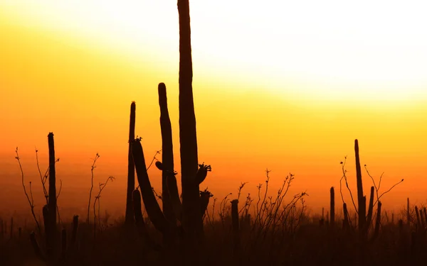 Закат солнца в пустыне — стоковое фото