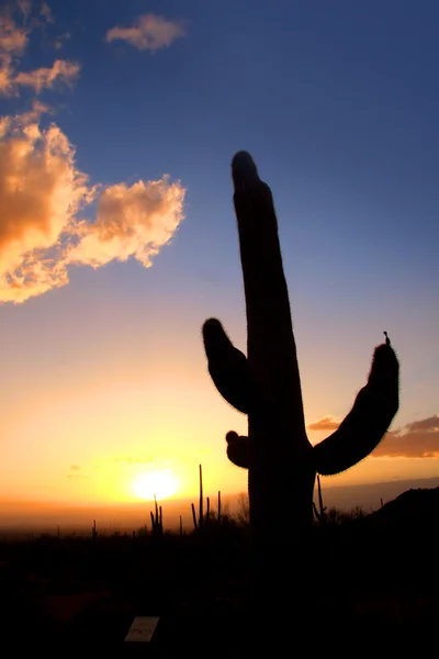 Saguaro kaktüsü — Stok fotoğraf