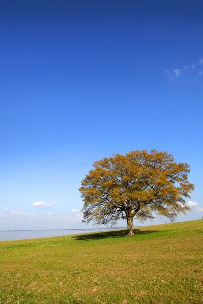 Única árvore — Fotografia de Stock