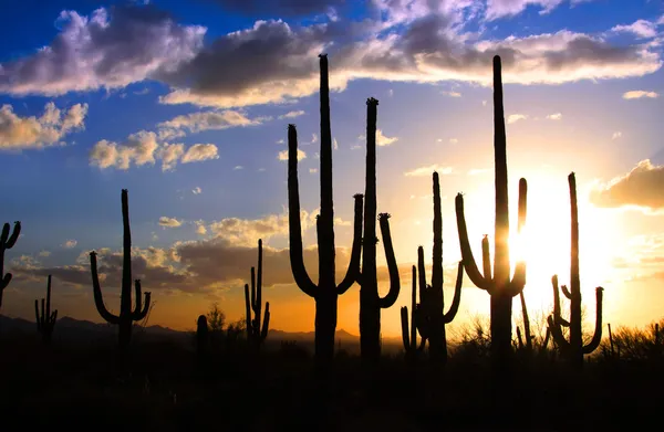 Nationaal park Saguaro Stockfoto