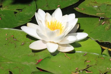 White waterlily flower, Nymphaea Alba clipart