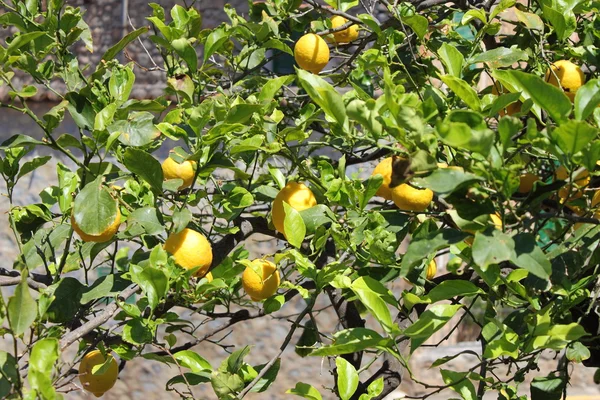 Limones en el árbol —  Fotos de Stock