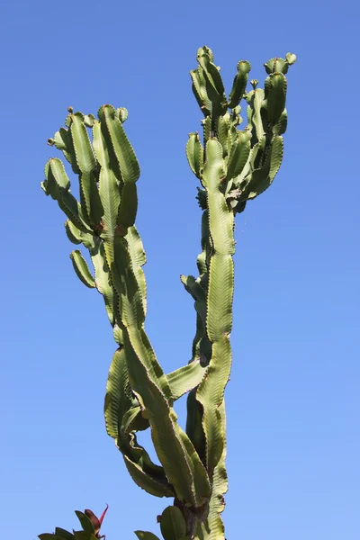 Árbol de purga de Canarias — Foto de Stock