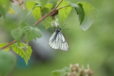 Ahududu üzerinde Aporia crataegi