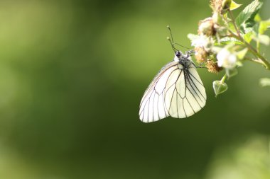 Ahududu üzerinde Aporia crataegi