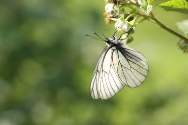 Ahududu üzerinde Aporia crataegi