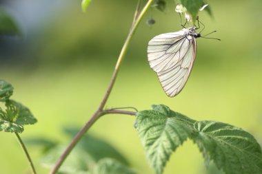 Ahududu üzerinde Aporia crataegi