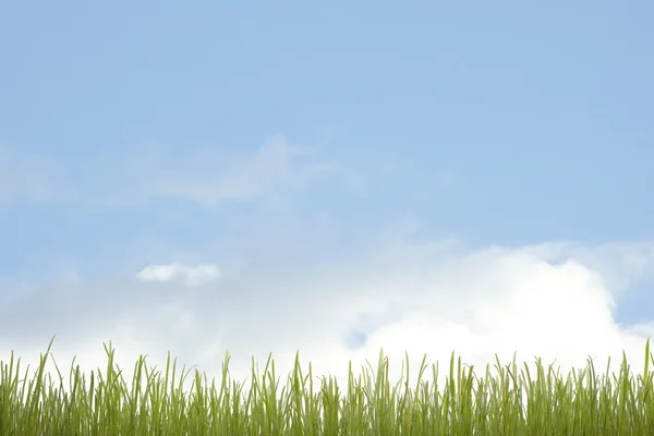 Green grass and blue sky — Stock Photo, Image