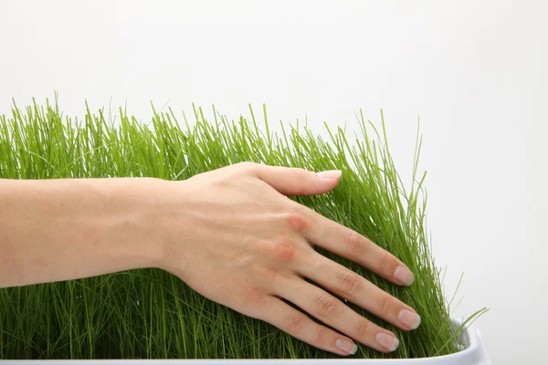 Hand boven groen gras — Stockfoto