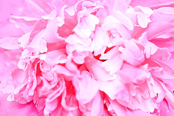 stock image Pink peony