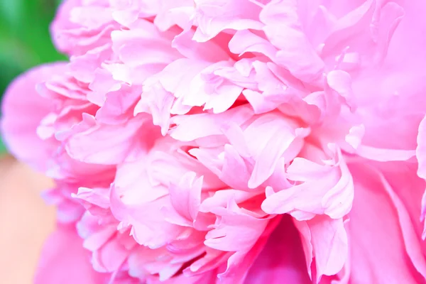 Stock image Pink peony