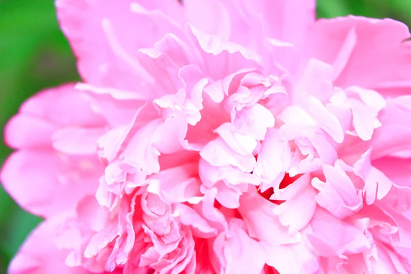 Stock image Pink peony