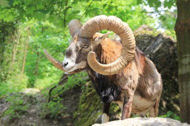 Alpine Ibex clipart