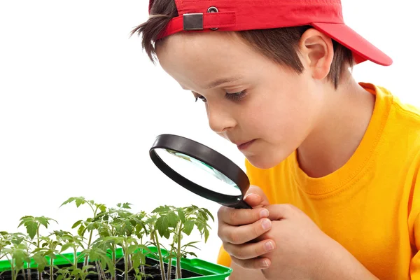 Мальчик изучает молодые растения — стоковое фото