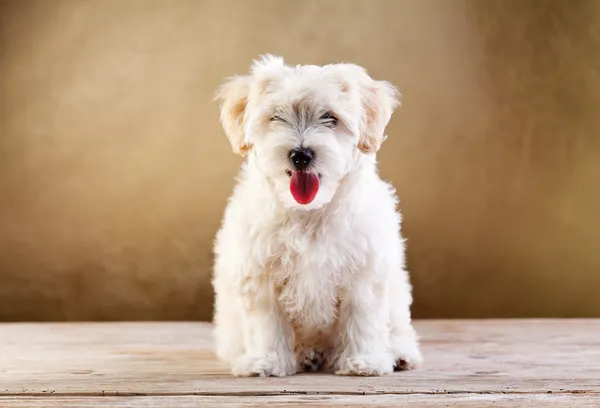 Flauschiges Haustier - kleiner Hund sitzend — Stockfoto