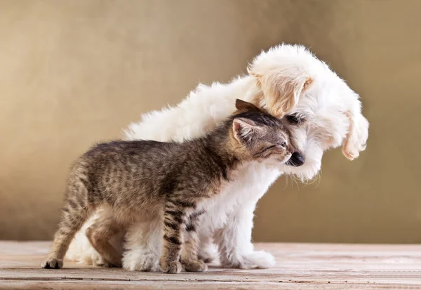 Přátelé - pes a kočka dohromady — Stock fotografie
