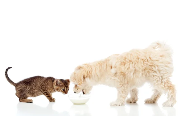 Los amigos en el tazón de alimentación - perro y gato comiendo —  Fotos de Stock