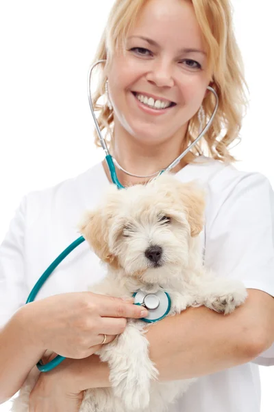 Malé chlupaté psa u veterináře — Stock fotografie