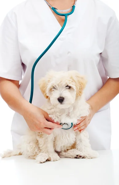 Μικρό χνουδάτος σκύλοs στο κτηνιατρικό γιατρό — Φωτογραφία Αρχείου