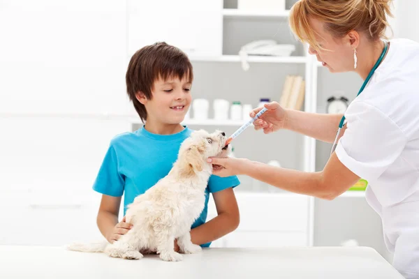 Niño con su perro en el veterinario —  Fotos de Stock