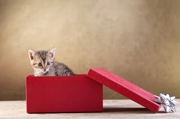 A kitten for present — Stock Photo, Image
