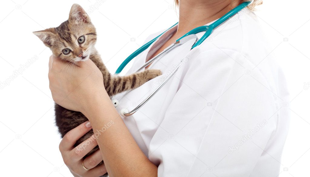 Young kitten held by veterinary